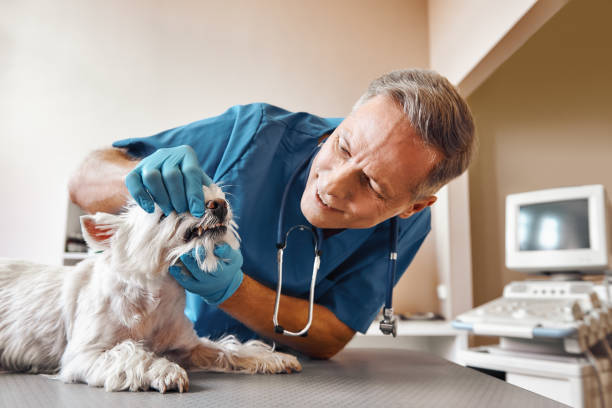 Best Emergency Dental Care for Abscessed Tooth in Vernonia, OR